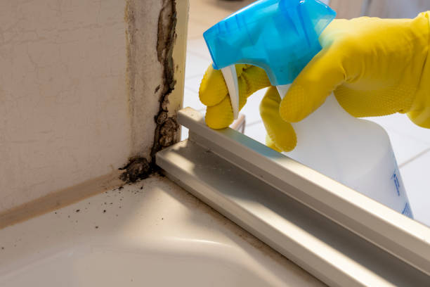 Attic Mold Removal in Eglin Af, FL