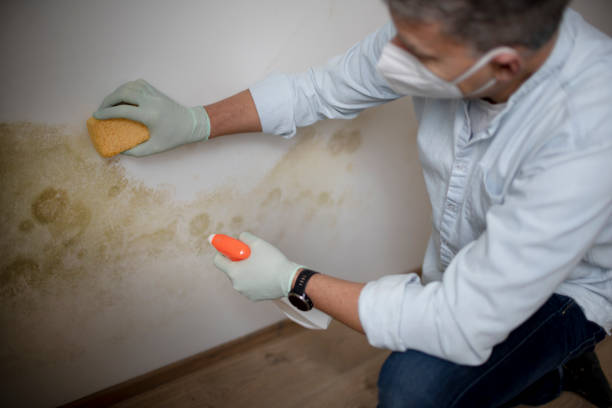 Best Certified Mold Removal  in Eglin Af, FL