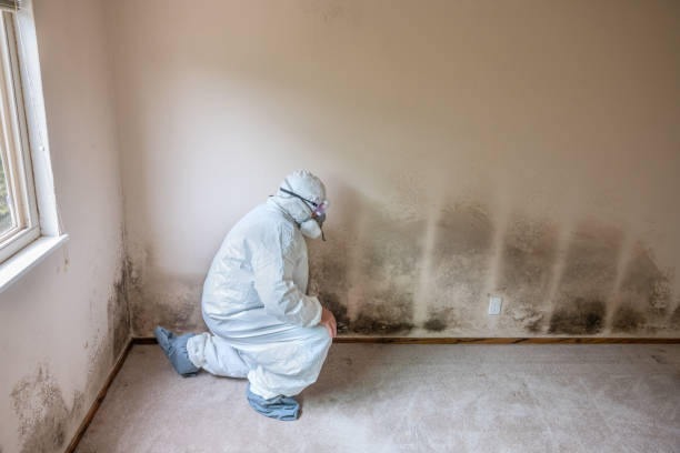 Best Toxic Mold Removal  in Eglin Af, FL