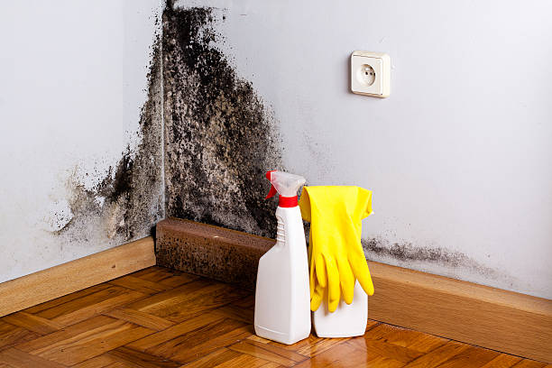 Best Mold Remediation Experts  in Eglin Af, FL