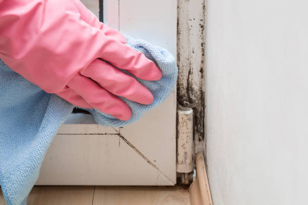 Best Black Mold Removal  in Eglin Af, FL